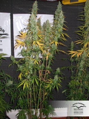 12/12 Photoperiod – High Yielding – Sativa – Desfran strain – image 12 – from Dutch Passion Seeds via Seed City