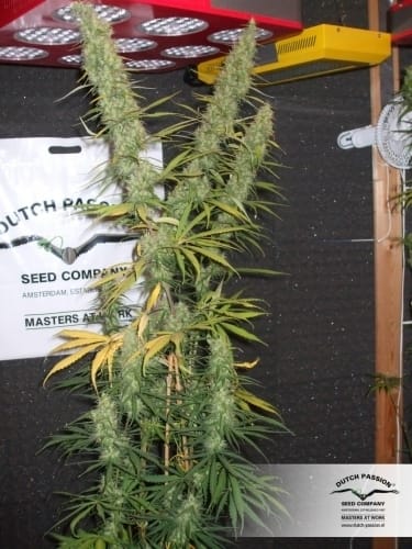 Image 13 of Desfran cannabis by Dutch Passion Seeds – Sativa – High Yielding – Psychedelic – Seed City