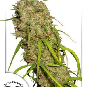 Sativa – 12/12 Photoperiod – Caramel – Desfran strain – image 1 – from Dutch Passion Seeds via Seed City