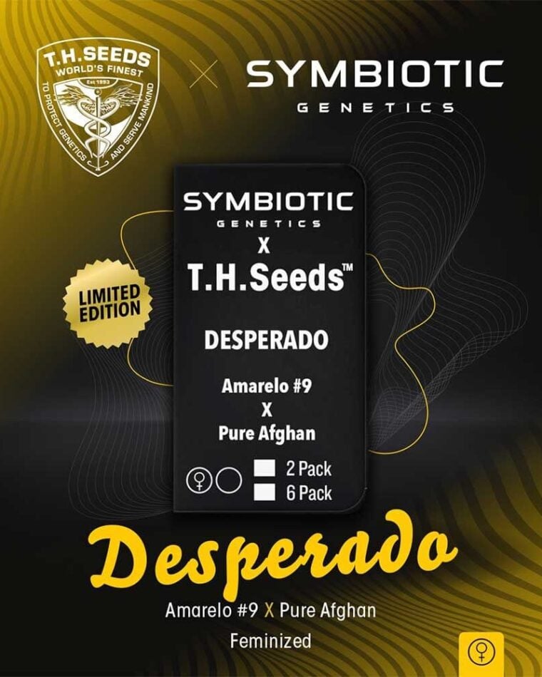 Sativa Dominant – Resistant to Mould – Pineapple – Desperado strain – image 1 – from TH Seeds via Seed City