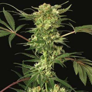 Indica Dominant – Suited for indoor growing – Regular – Devil Kush strain – image 1 – from Exotic Seed via Seed City