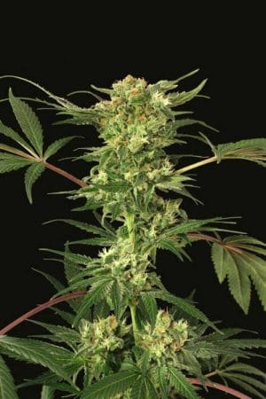 Devil Kush