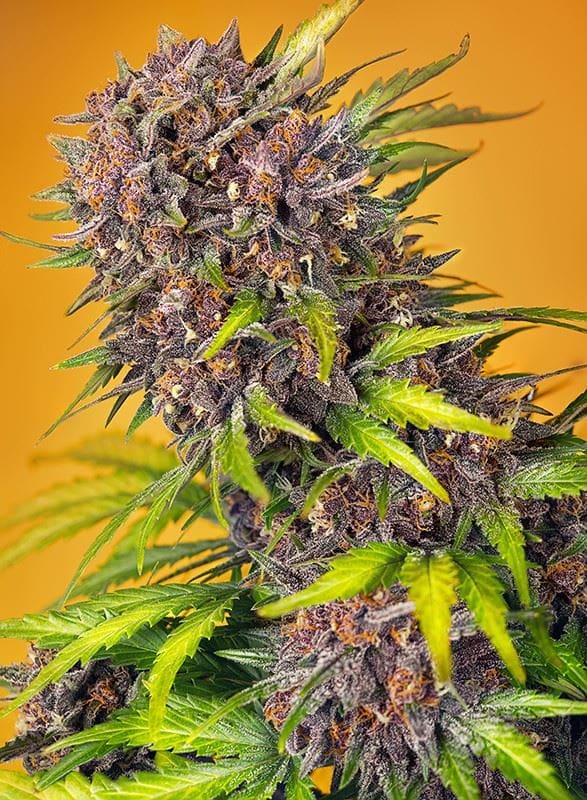 Diablo Rojo XL Auto by Sweet Seeds – Indica-heavy – Outdoor cultivation – Creative – image 1 – Seed City