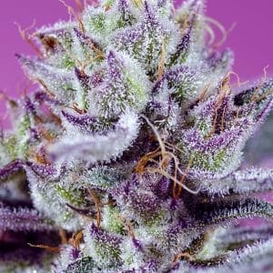 Image 1 of Diablos Delight XL Auto cannabis by Sweet Seeds – Auto-Flowering – Earthy – Feminized – Seed City