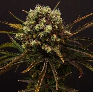 Diamante Citron Auto