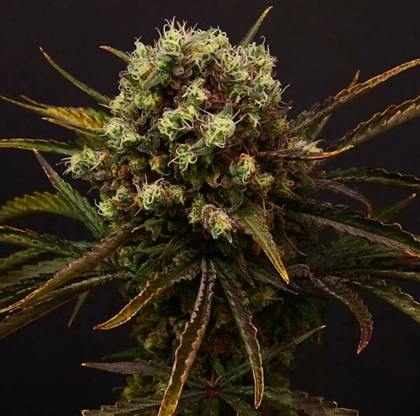 Image 1 of Diamante Citron Auto cannabis by Propaganja Seeds – Citrus – Guaranteed female plants – Cerebral – Seed City