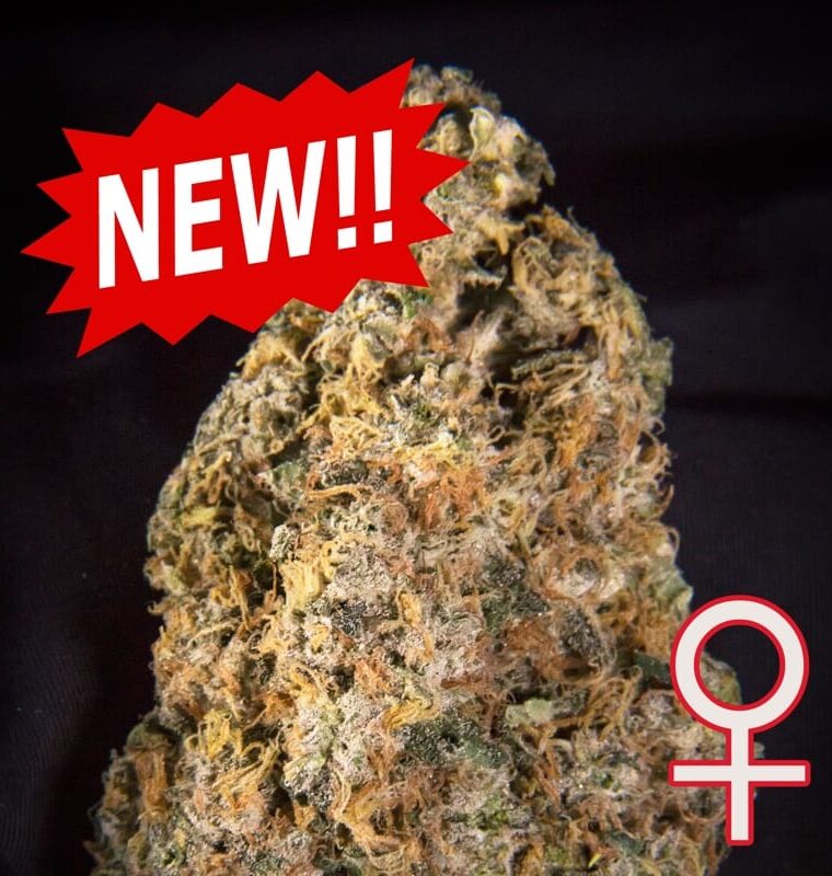 Diamond Queen Kush Auto by KC Brains – Female seeds – Good for outdoor grow – Body Stone – image 1 – Seed City