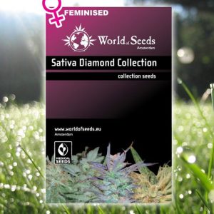 Diamond Sativa Feminised Collection cannabis seeds – Good for outdoor grow – Feminized – Sativa – image 1 from Seed City