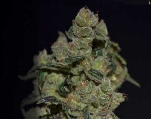 Diesel