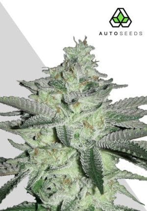 Diesel Berry