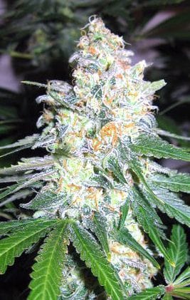Image 1 of Diesel Berry Cough cannabis by Garden of Green – 12/12 Photoperiod – Sativa-leaning – Happy – Seed City