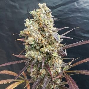 Diesel Devil Auto