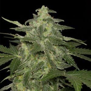 Diesel-Matic