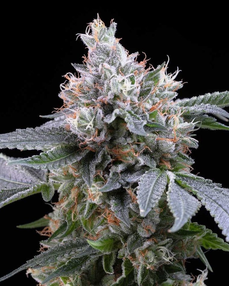 Feminized – Indoor-friendly – 12/12 Photoperiod – Dirty Diana strain – image 1 – from Cookies Seed Bank via Seed City