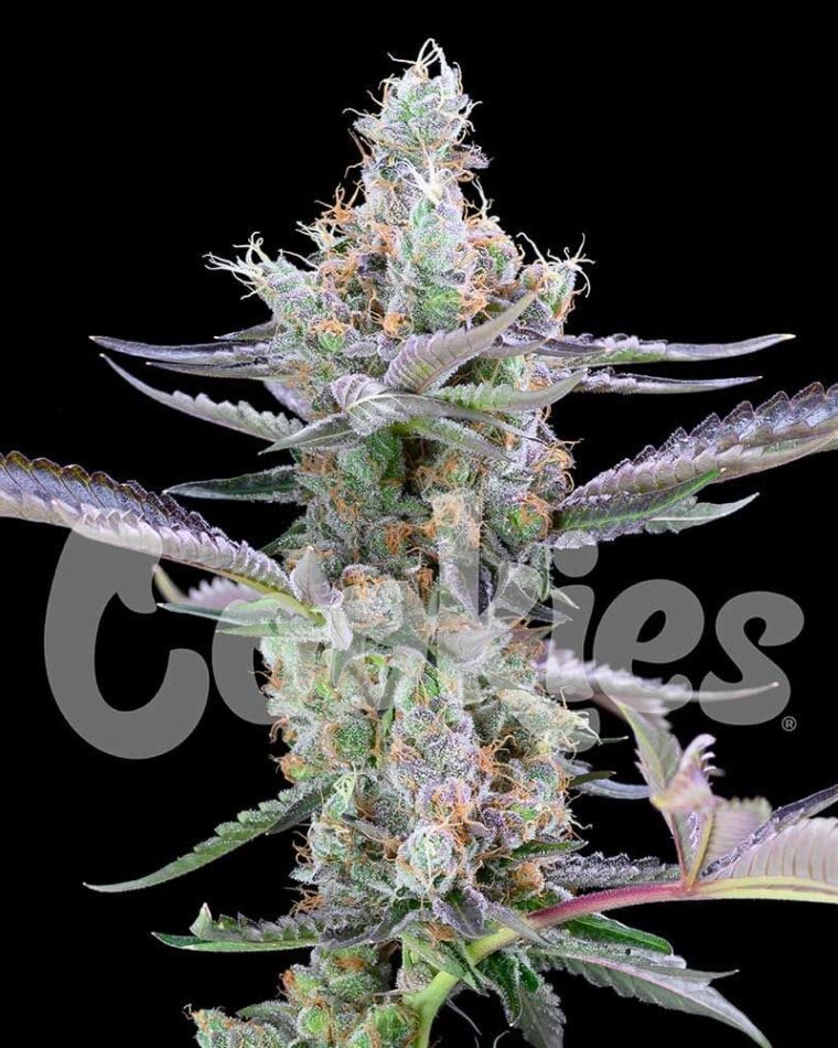 Image 1 of Dirty Money cannabis by Cookies Seed Bank – 12/12 Photoperiod – Outdoor – Female seeds – Seed City