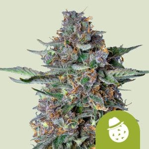 Super Strength – Outdoor cultivation – Mostly Indica – DoSiDos strain – image 1 – from Royal Queen Seeds via Seed City