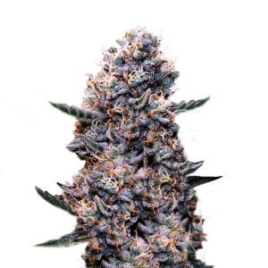 DoSiDos Auto