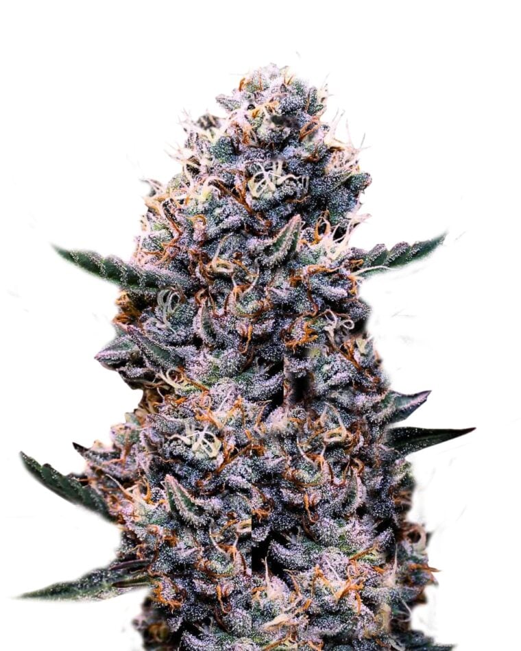 DoSiDos Auto cannabis seeds – Outdoor cultivation – Super Strength – Euphoric – image 1 from Seed City