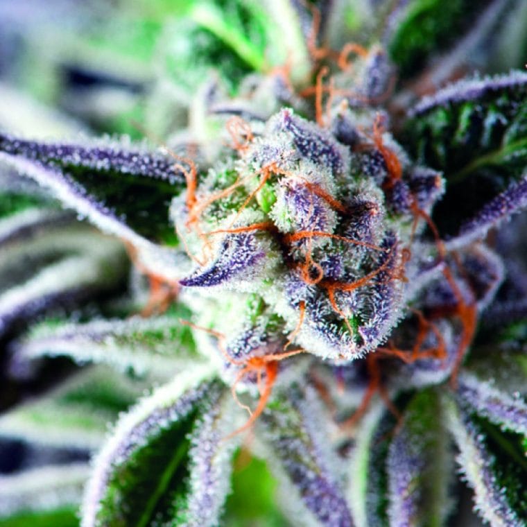 Image 1 of Do-Si-Dos cannabis by Pyramid Seeds – Relaxing – Guaranteed female plants – Indica Dominant – Seed City