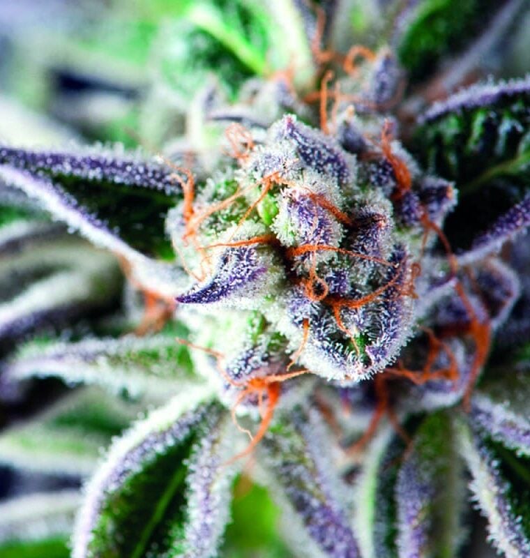 Image 1 of Do-Si-Dos cannabis by Pyramid Seeds – Relaxing – Guaranteed female plants – Indica Dominant – Seed City