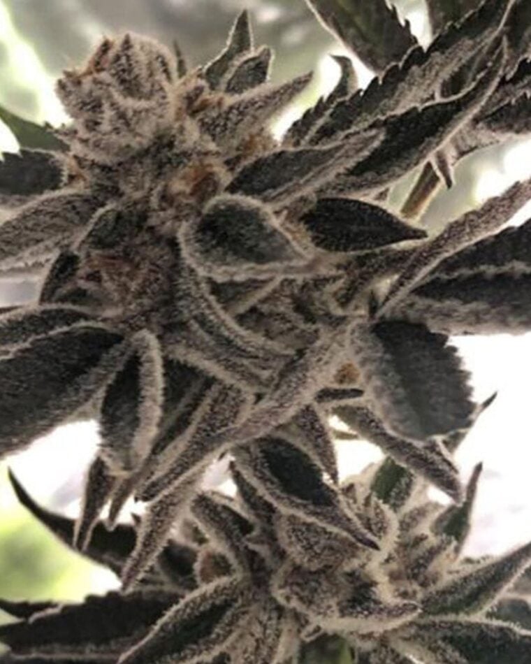 Do-Si-Dos Zkittlez cannabis seeds – Indoor – 12/12 Photoperiod – Female seeds – image 1 from Seed City