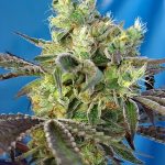 Do-Sweet-Dos by Sweet Seeds – Guaranteed female plants – Super Strength – Migraine Relief – image 1 – Seed City