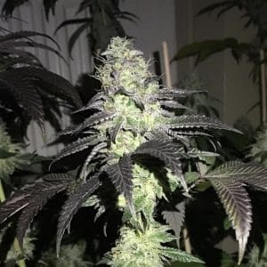 Do Z Dos by Pheno Finder Seeds – 12/12 Photoperiod – Good for outdoor grow – Sweet – image 1 – Seed City