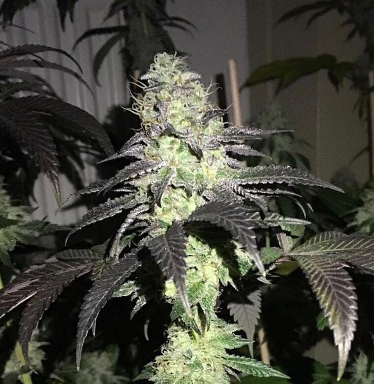Do Z Dos by Pheno Finder Seeds – 12/12 Photoperiod – Good for outdoor grow – Sweet – image 1 – Seed City