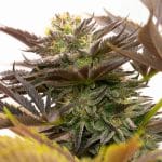 Do-si-Dos from Seed City Seeds