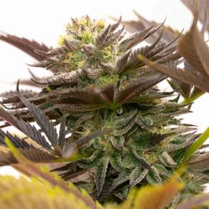 Do-si-Dos from Seed City Seeds