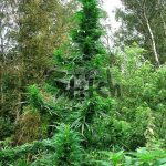 Doctor Shiva by SuperAutos by Stitch – Euphoric – Indoor-friendly – Guaranteed female plants – image 2 – Seed City