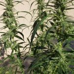 Doctor Shiva by SuperAutos by Stitch – Euphoric – Indoor-friendly – Guaranteed female plants – image 1 – Seed City
