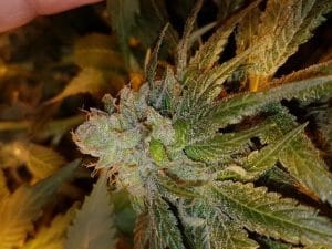 Dogshit Dead Head Haze