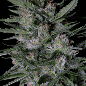 Dogstar Dawg Auto from Big Head Seeds