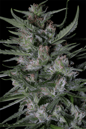 Dogstar Dawg Auto