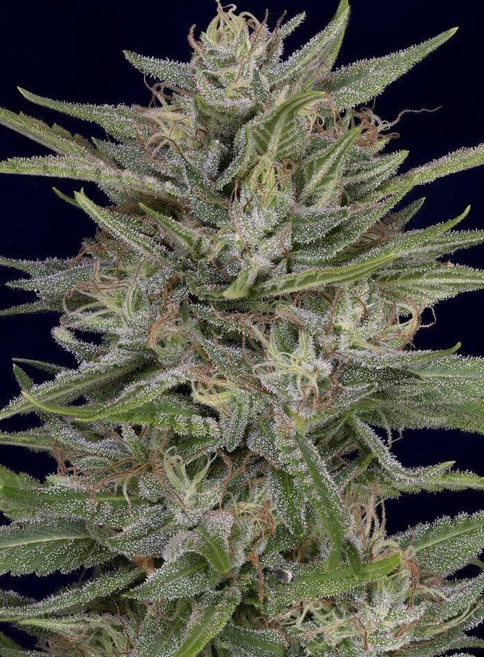 12/12 Photoperiod – Indoor – Female seeds – Don AK strain – image 1 – from Don Avalanche Seeds via Seed City