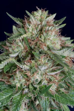 Don AK Auto