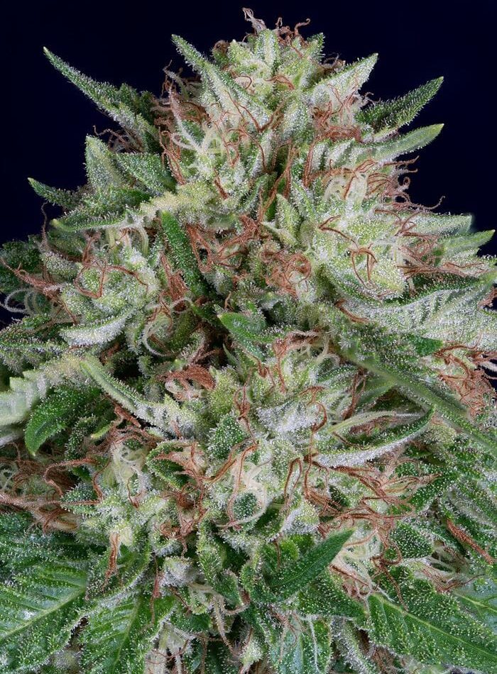 Don AK Auto from Don Avalanche Seeds
