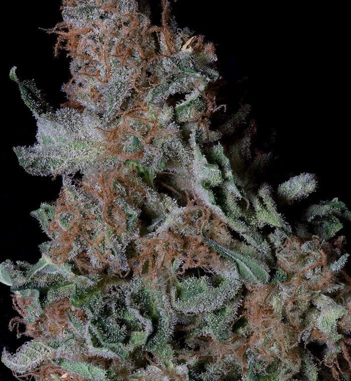 Don Blueberry Cookies cannabis seeds – Super Strength – 12/12 Photoperiod – Happy – image 1 from Seed City