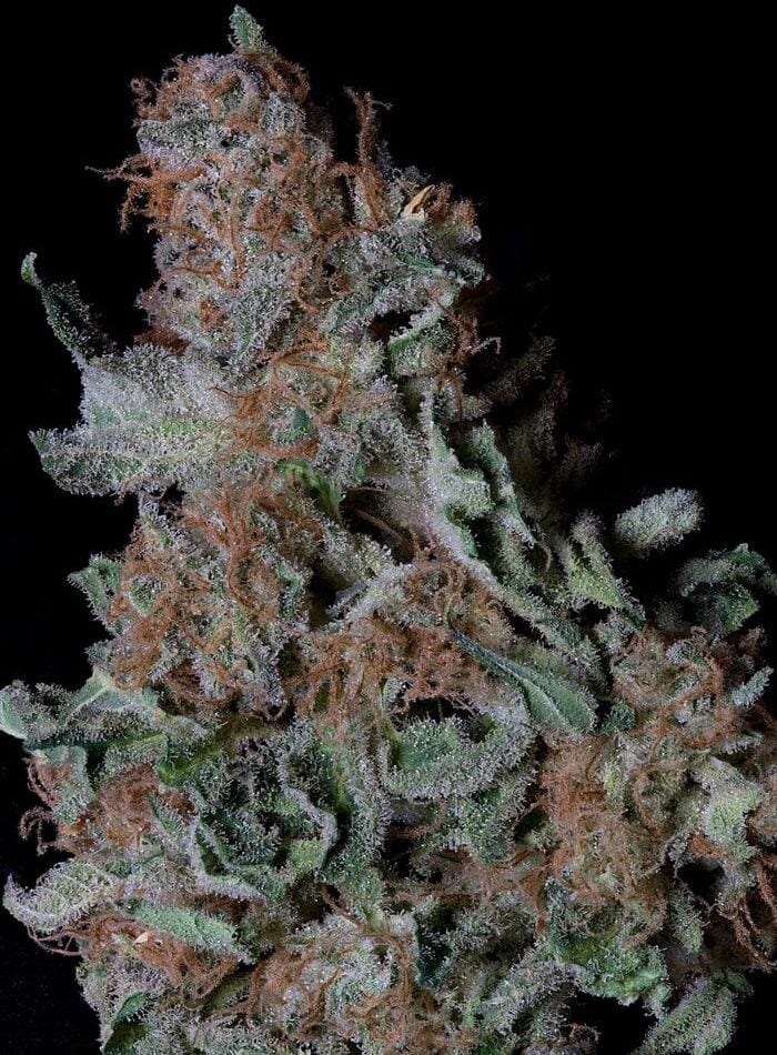 Don Blueberry Cookies cannabis seeds – Super Strength – 12/12 Photoperiod – Happy – image 1 from Seed City