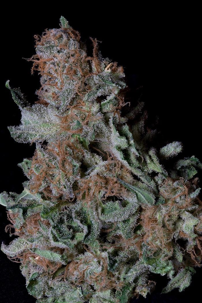 Don Blueberry Cookies cannabis seeds – Super Strength – 12/12 Photoperiod – Happy – image 1 from Seed City
