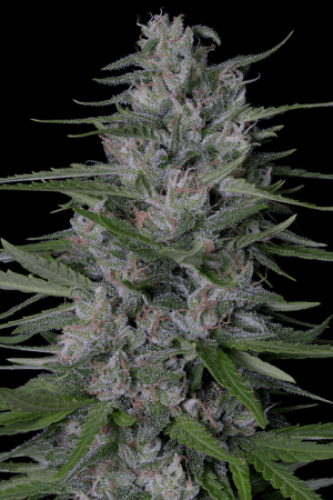 Don Bruce Banner