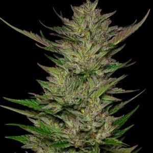 Don Carlos cannabis seeds – Regular – Sour – Indica-heavy – image 1 from Seed City