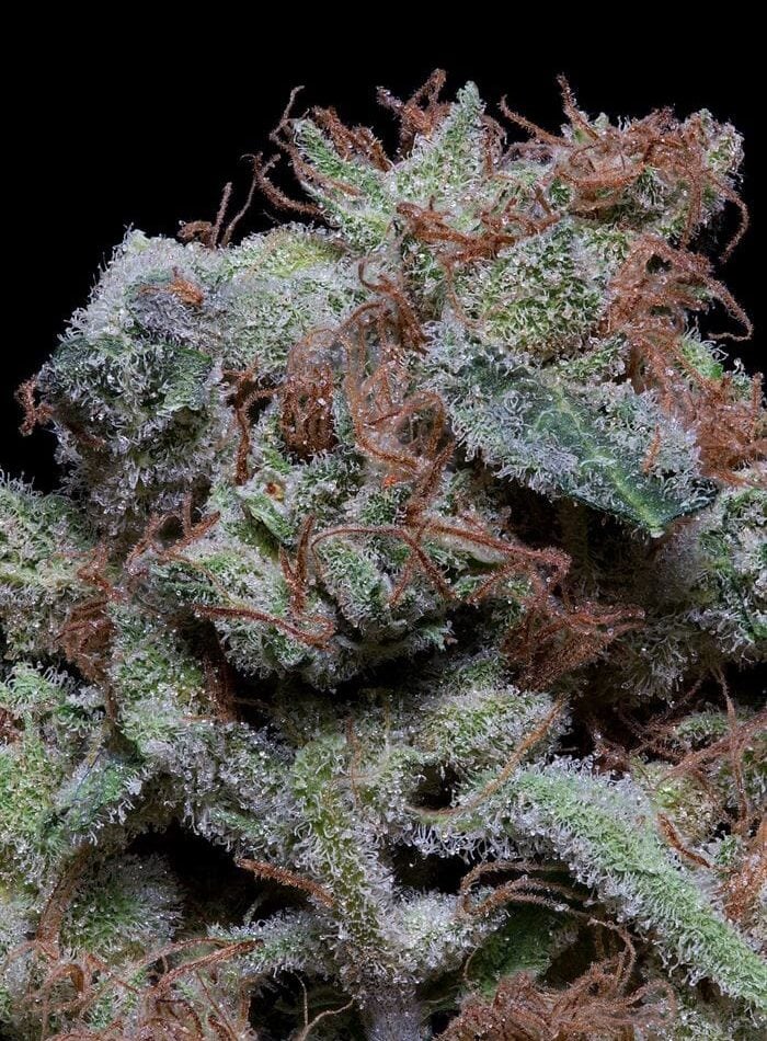 Image 1 of Don Cherrypie cannabis by Don Avalanche Seeds – Super Strength – Herbal – 12/12 Photoperiod – Seed City