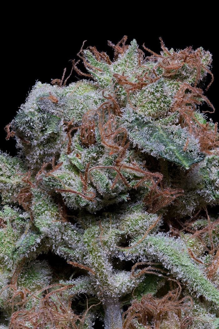 Image 1 of Don Cherrypie cannabis by Don Avalanche Seeds – Super Strength – Herbal – 12/12 Photoperiod – Seed City