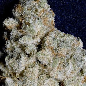 Don Do Si Dos by Don Avalanche Seeds – Creative – Skunky – 50% Indica/50% Sativa – image 1 – Seed City