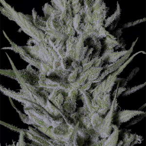Don Do Si Punch (a.k.a. Slurricane) cannabis seeds – Indica-heavy – Fruity – Super Strength – image 1 from Seed City