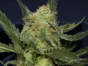 Don Gorilla Auto