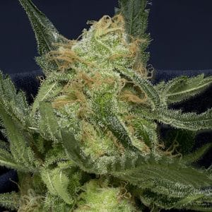 Don Gorilla Auto cannabis seeds – Super Strength – Mostly Sativa – Indoor-friendly – image 1 from Seed City