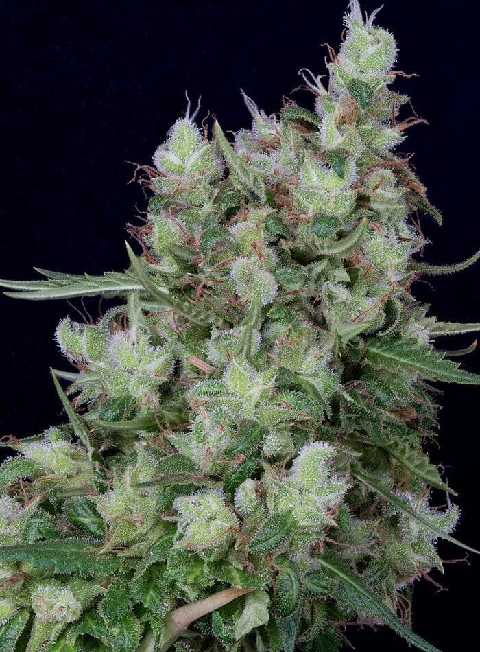 Image 1 of Don Grateful Chemdawg cannabis by Don Avalanche Seeds – 12/12 Photoperiod – Creative – Fuel – Seed City